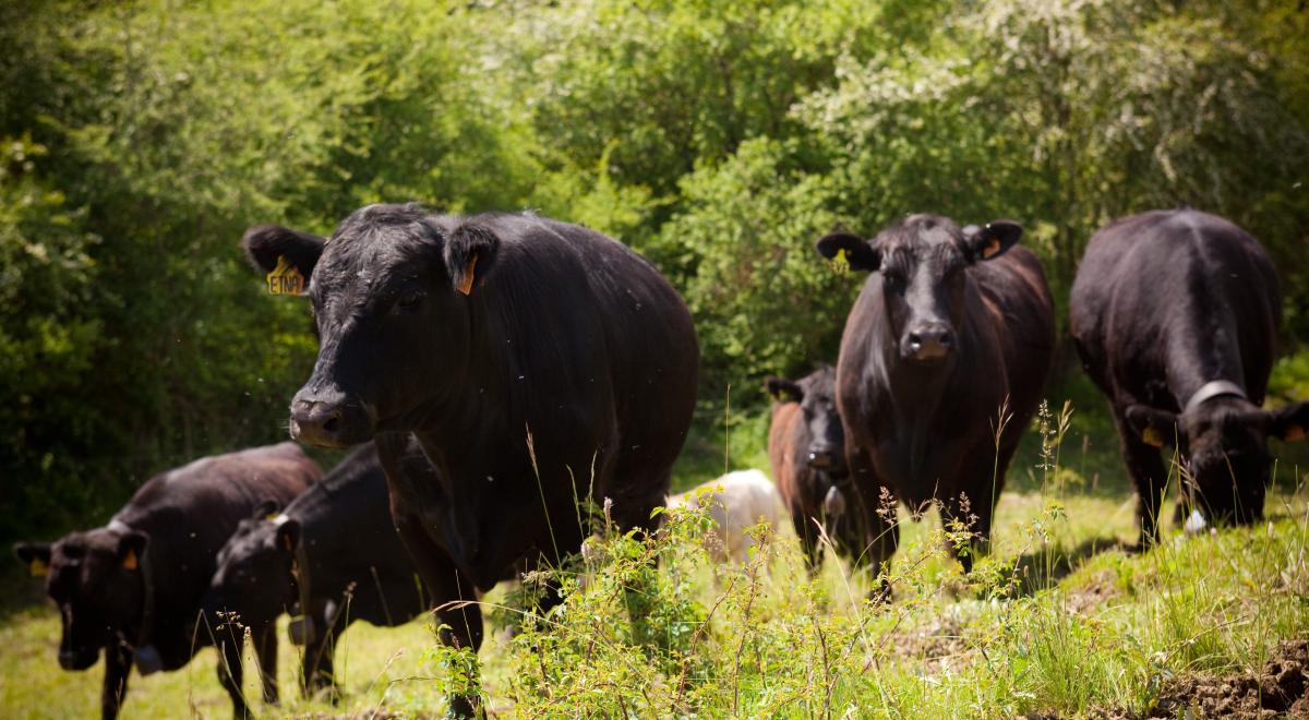 Vache Angus - Vache Angus