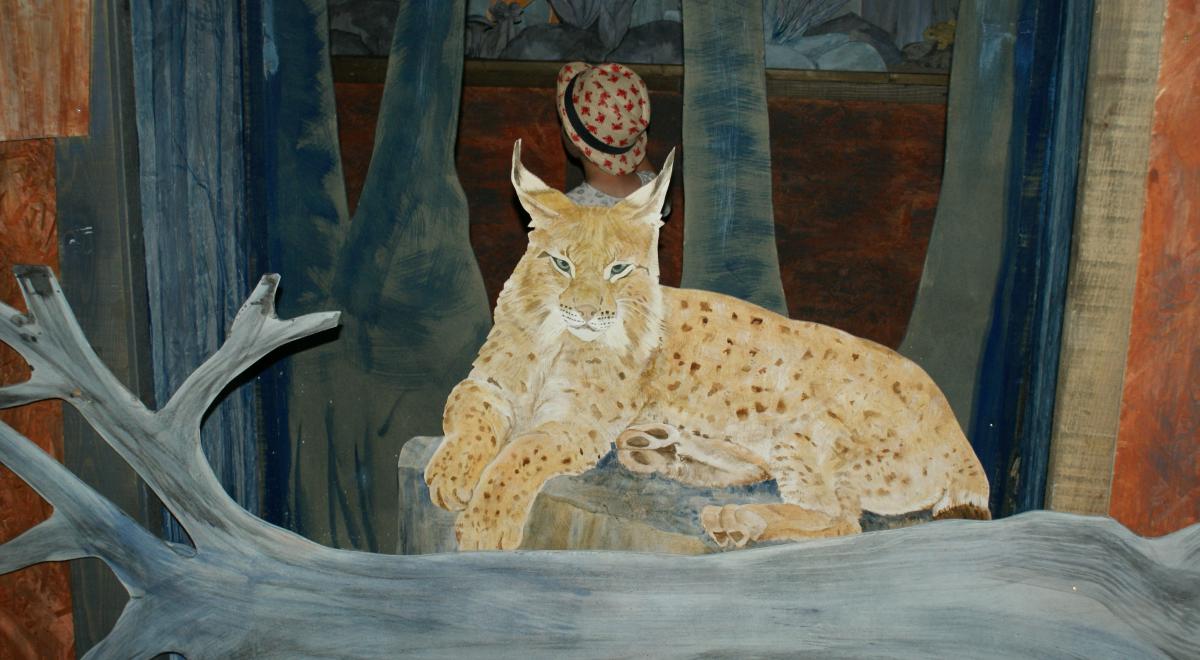 Exposition "Les animaux, la nuit" - Lynx Exposition "Les animaux, la nuit" - Lynx