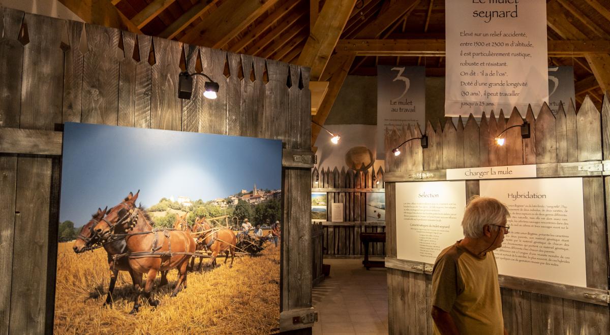 expo permanente Maison du Mulet - expo permanente Maison du Mulet expo permanente Maison du Mulet - expo permanente Maison du Mulet