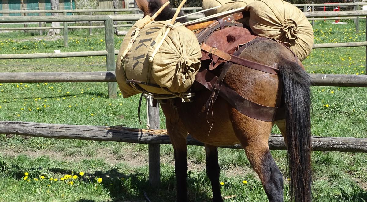 Mules en Seyne, Concours de bâtage et Jeux muletiers_Seyne - Mule