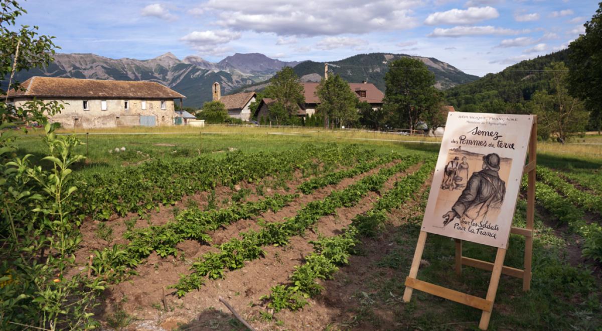 Les Jeudis animés de la Maison du Mulet : Les mulets et leur travail - Culture plein champ
