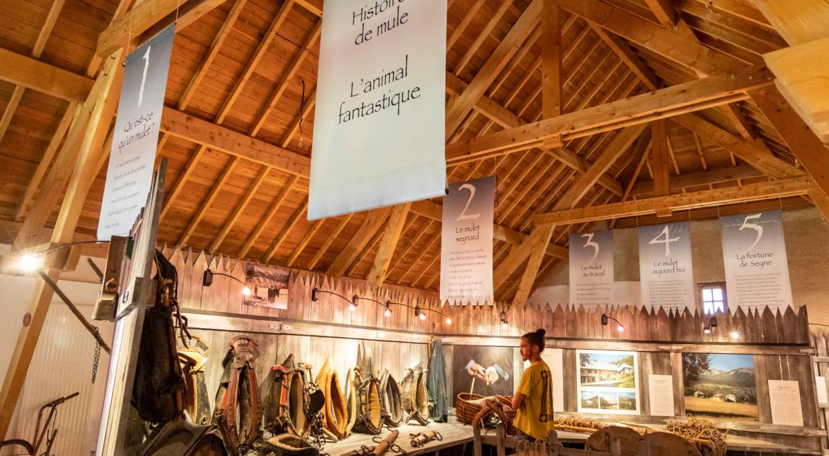 Les Jeudis animés de la Maison du Mulet : Les mulets et leur travail - expo permanente Maison du Mulet