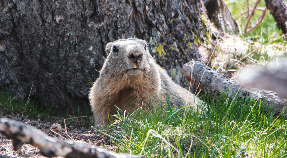 Animations pédagogiques autour de la marmotte_Le Sauze 1400 - Marmotte