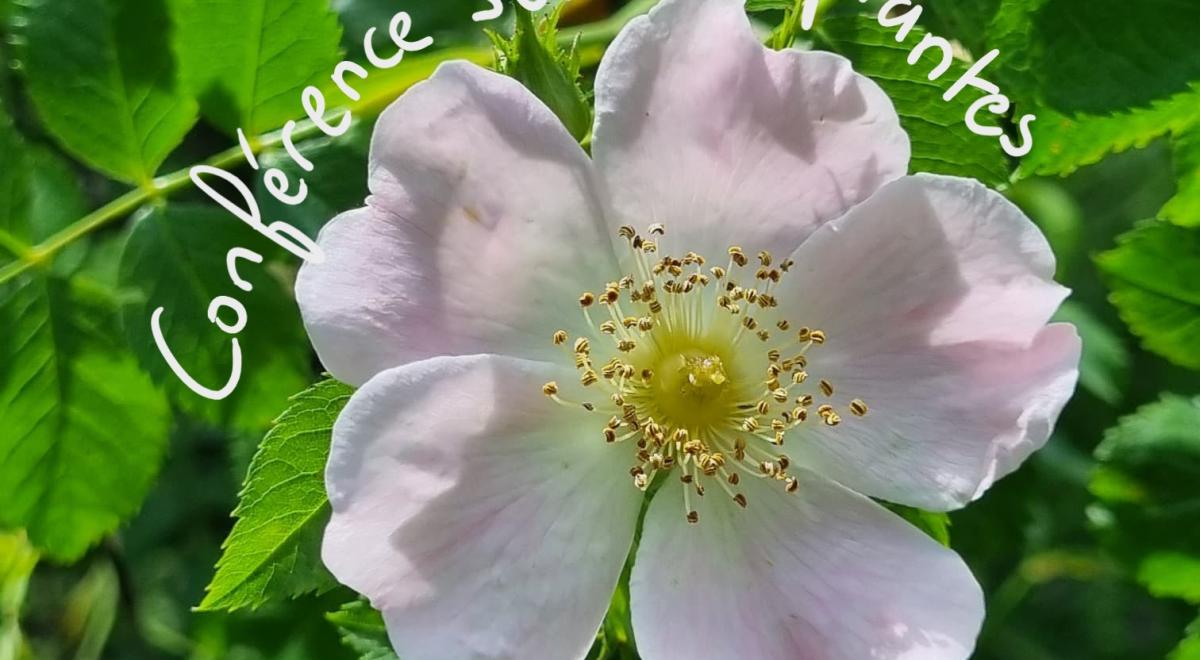 Eglantier une plante pour l'hiver