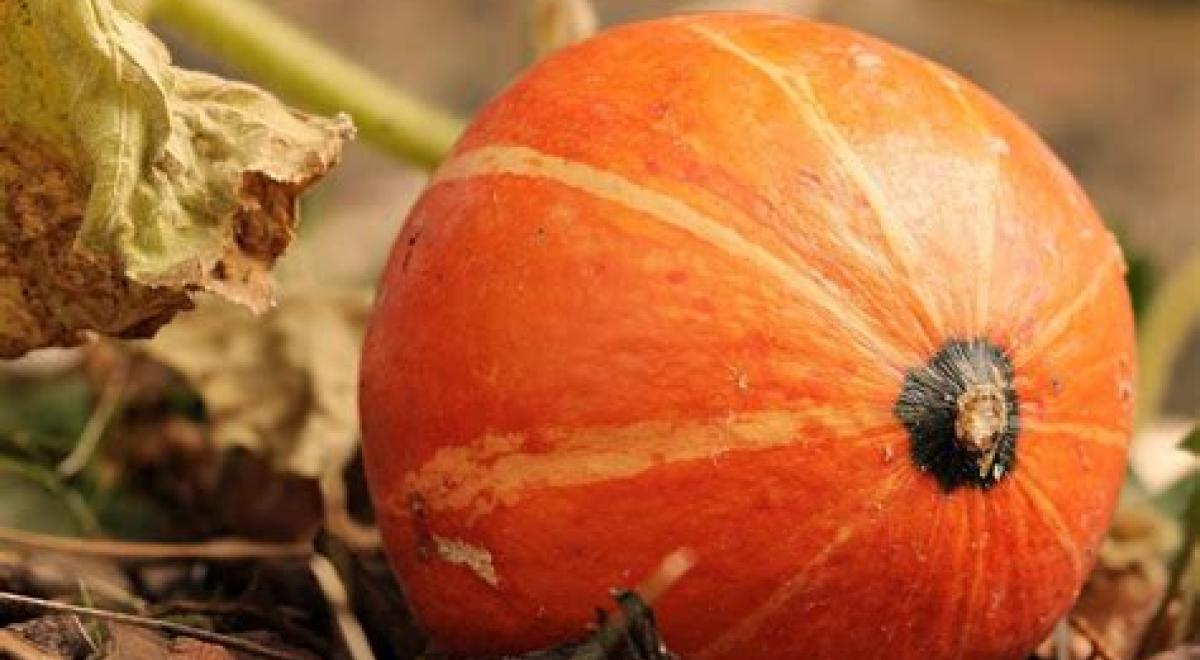 Atelier cuisine de Noël à l‘Alternateur_Seyne - Potimarron