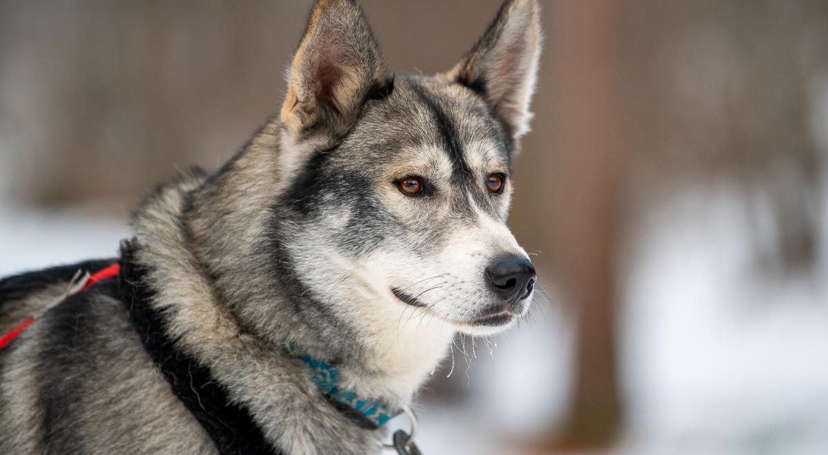 Découverte des chiens de traîneau - Le Sauze - Chien de traîneau