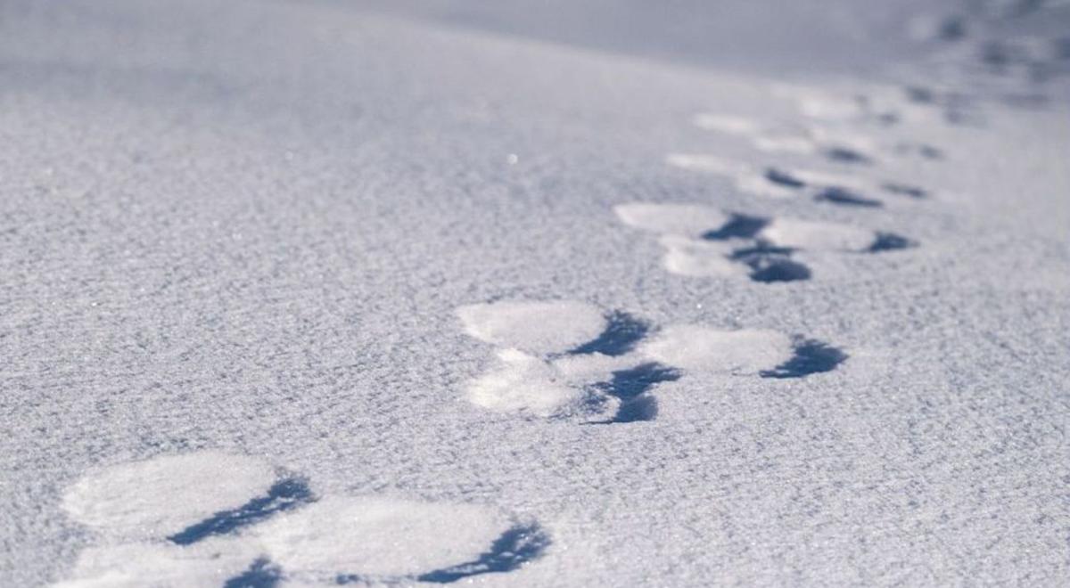 Traces lièvre neige - Traces de lièvre