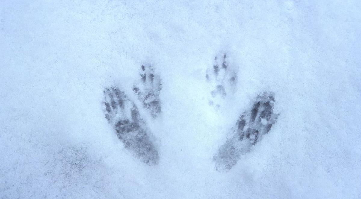 traces neige - Traces