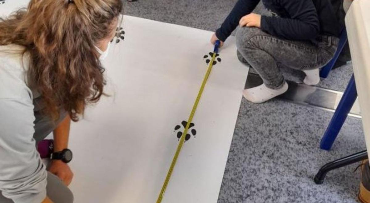 anim loup - anim loup