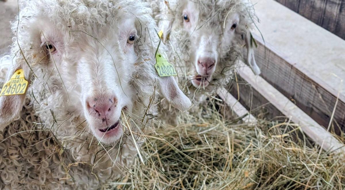 Ferme itinérante de La colline des Lutins à Chabanon_Selonnet - Mouton