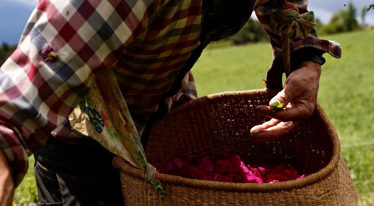Rendez-vous en terres connues : Cueillette et distillation de roses._Théus