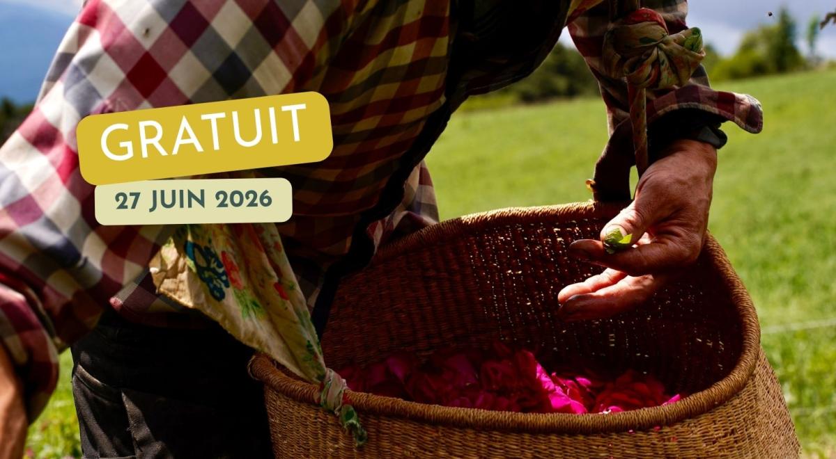 Rendez-vous en terres connues : Cueillette et distillation de roses._Théus