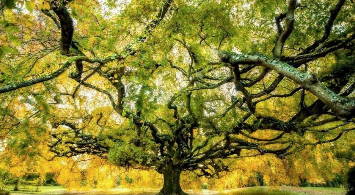 Exposition Les arbres remarquables de France - La Condamine-Châtelard