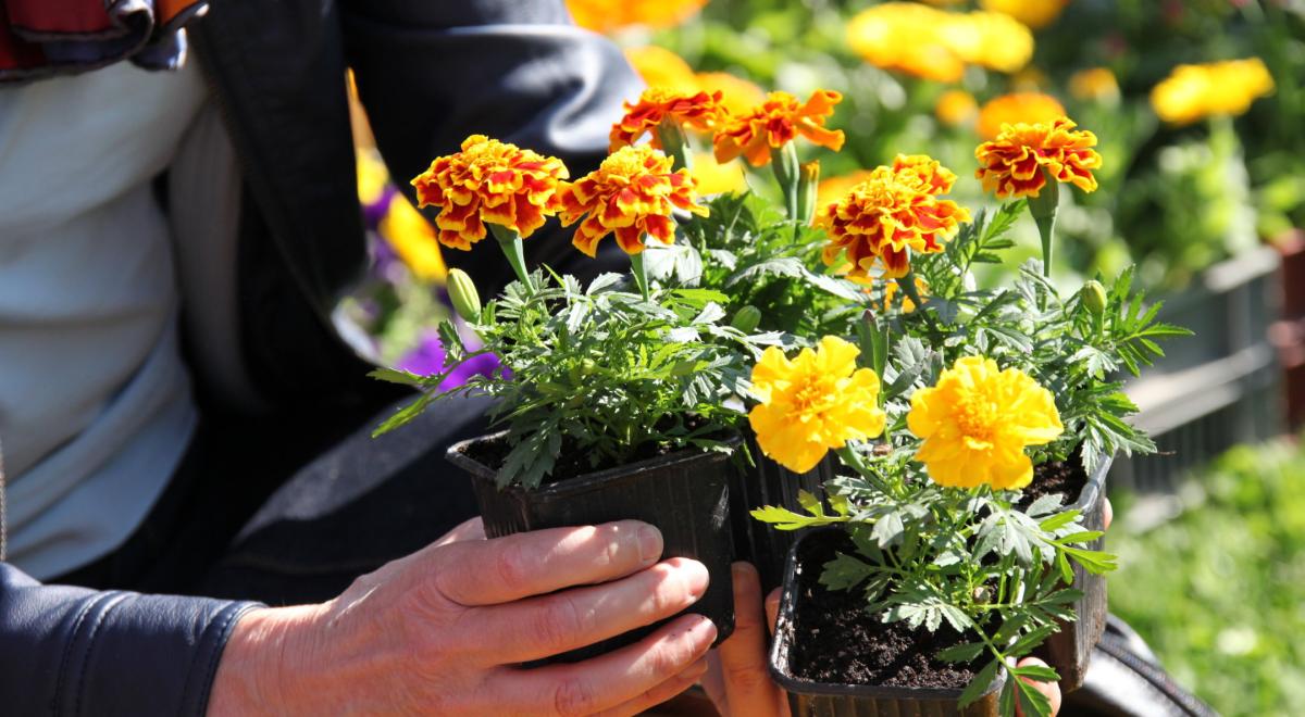 Foire aux Fleurs et aux Saveurs - Bouquet de fleur
