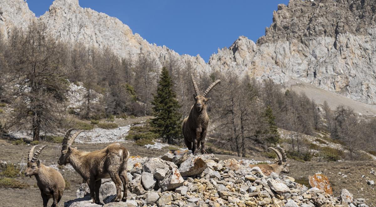 Causerie en montagne : Sur la trace des animaux_Barcelonnette