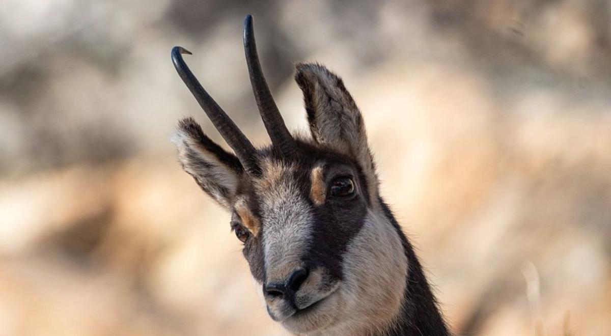 Chamois