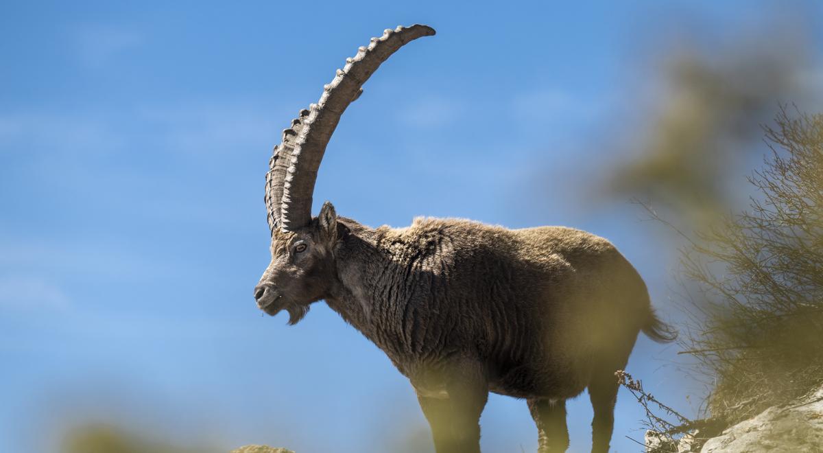 Les Dimanches du Sauze : Sortie avec accompagnateur en montagne - Randonnée sur la terre des bouquetins