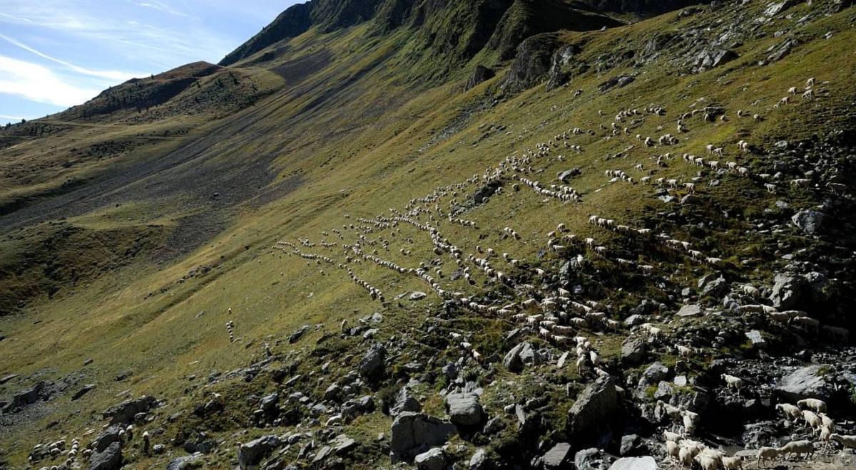 Alpage du Vallon- Réallon