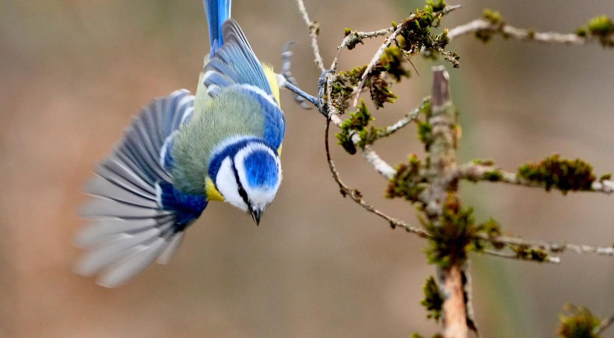 "Fête de la nature" Atelier photo_Montclar - Mésange bleue