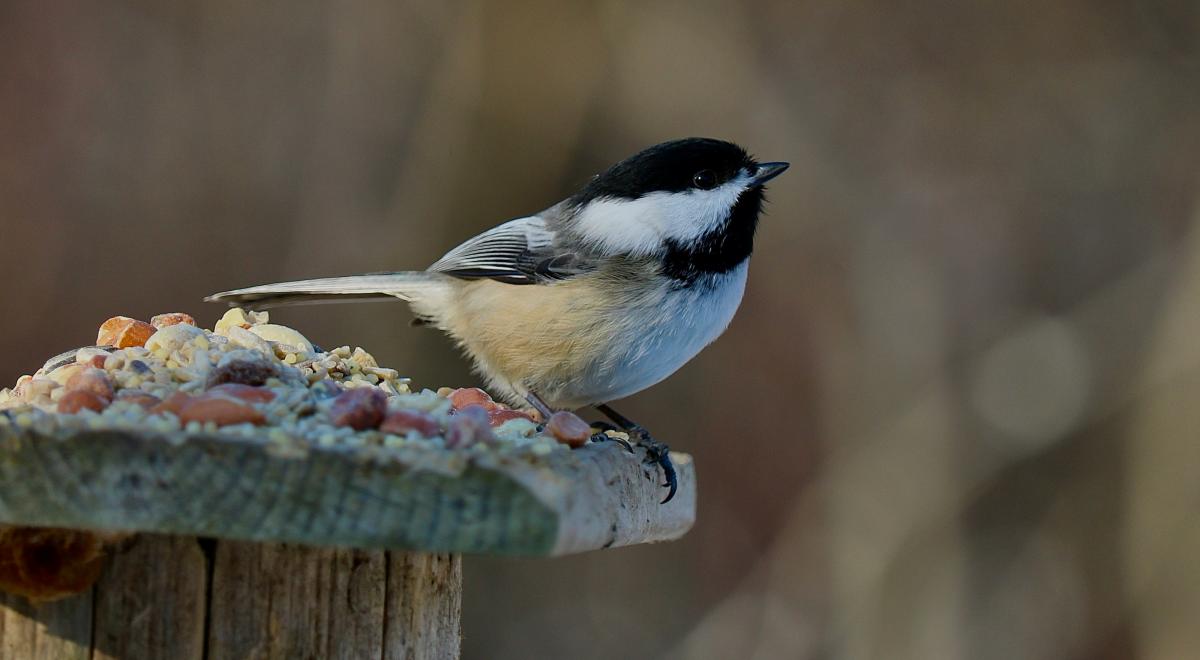 Safari des petites bêtes et découverte des oiseaux à la Maison du Mulet_Seyne - découverte des oiseaux