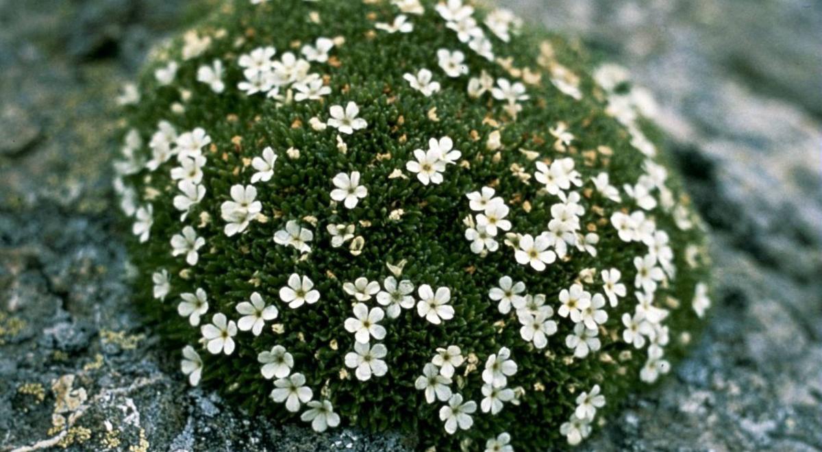 Androsace