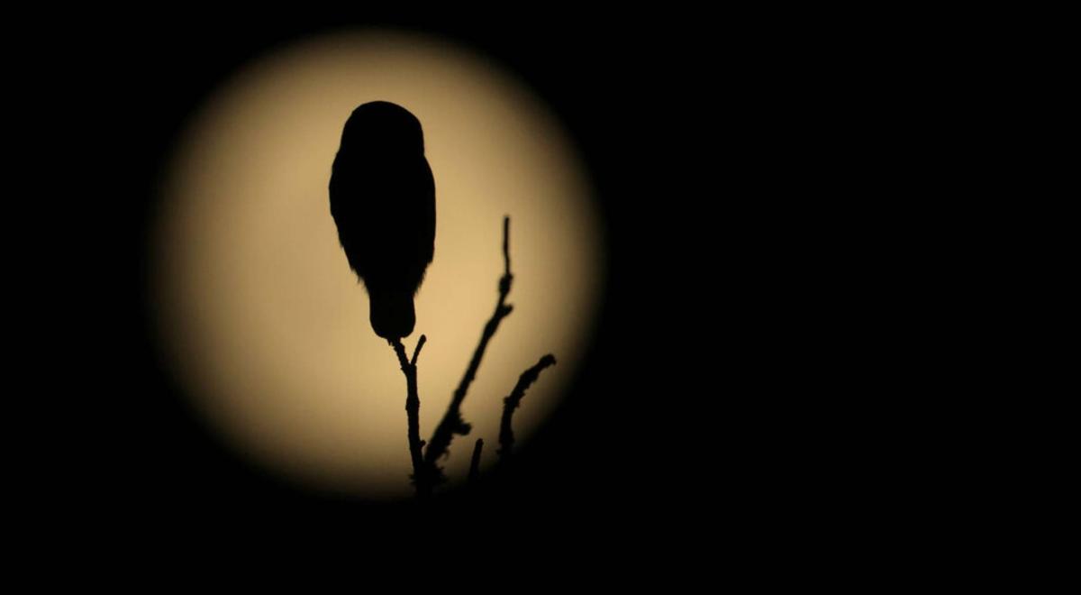 Chouette de nuit