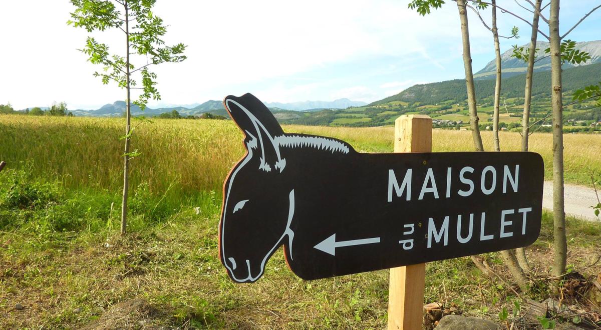 Balade contée "suivre les pas des troupeaux"_Seyne - Maison du mulet