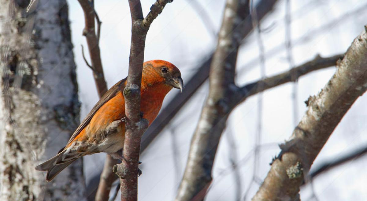 Balade guidée découverte des oiseaux_Seyne - oiseaux
