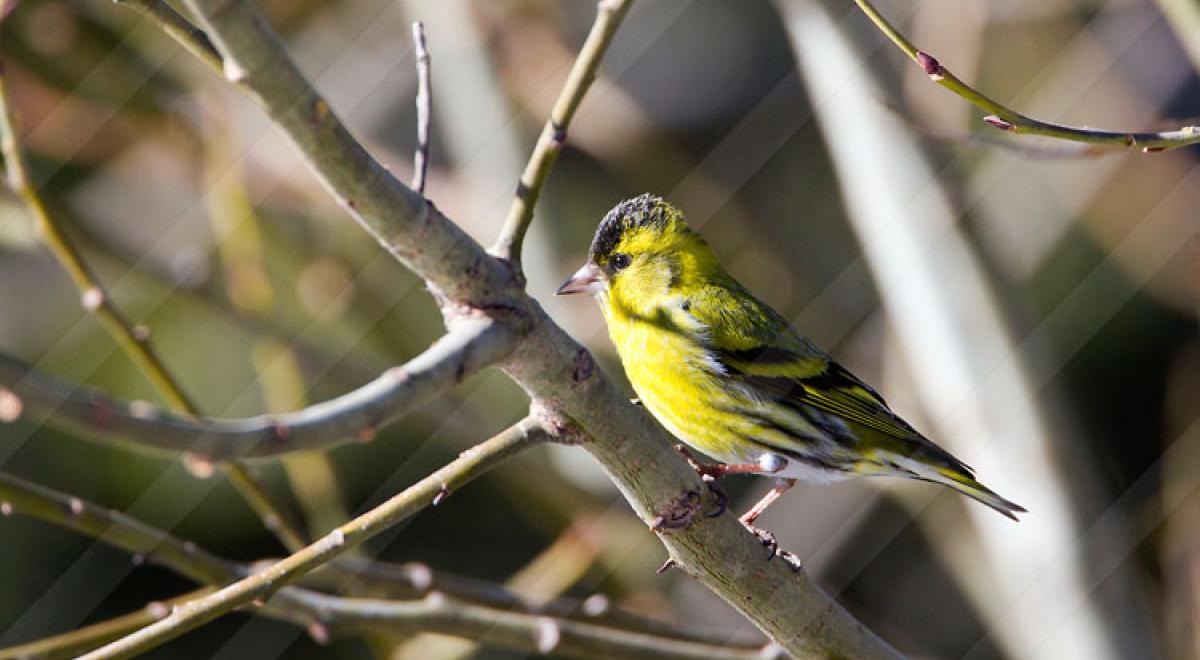Balade guidée découverte des oiseaux_Seyne - oiseaux