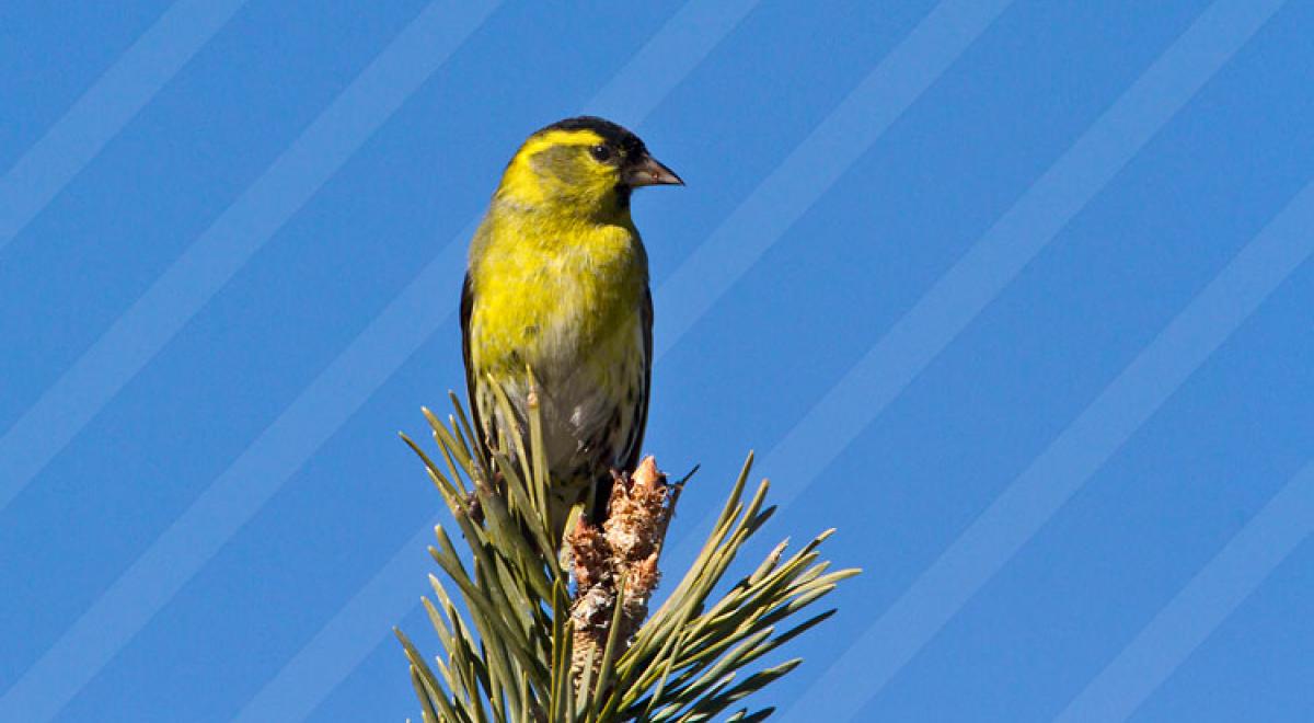 Balade guidée découverte des oiseaux_Seyne - oiseaux