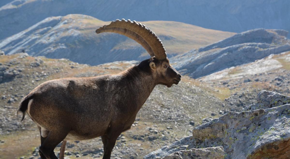 Bouquetin des Alpes - Bouquetin des Alpes