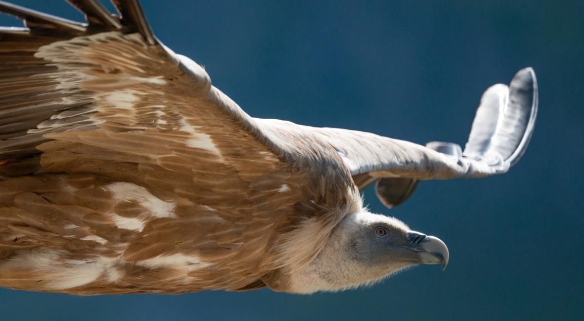Animation rapaces diurnes et relâcher de vautour fauve_La Foux d’Allos