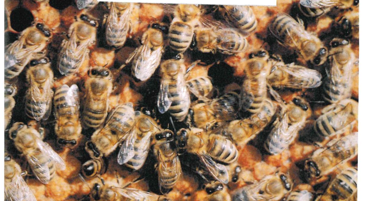 exposition "les abeilles"_Montclar
