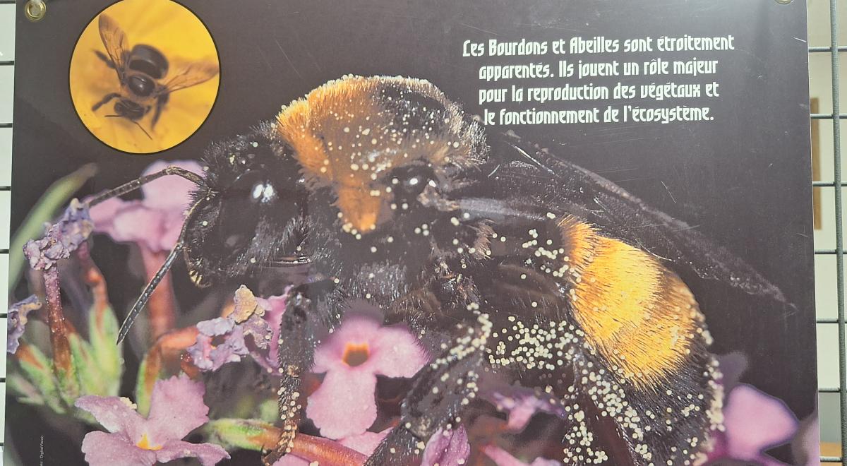 Exposition "les abeilles"_Montclar - md04