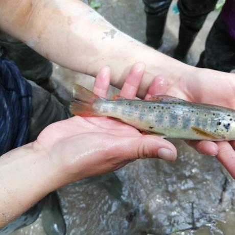Fête de la Pêche à Le Vernet - Pêche_en_rivière_Blanche