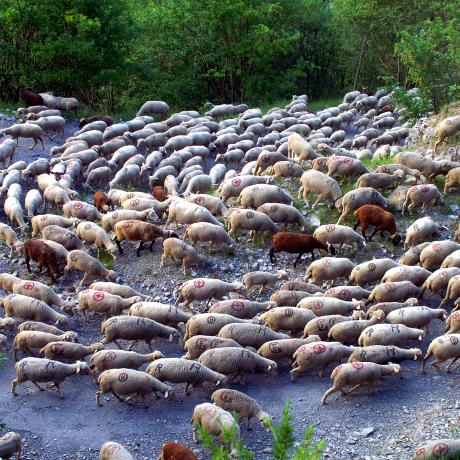 Fête de la Transhumance à l'Ubac - Transhumance d'un troupeau de mouton