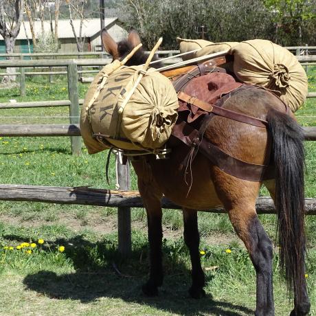 Mules en Seyne, Concours de bâtage et Jeux muletiers_Seyne - Mule