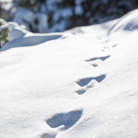 L'enquête de Noël_Auzet - Empreinte d'animaux L'enquête de Noël_Auzet - Empreinte d'animaux