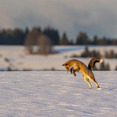 Exposition Éric Poussin photographe voyageur_Seyne - Renard dans la neige