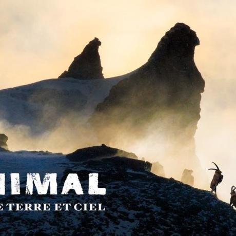 Ciné-débat : ANIMAL - Entre Terre et Ciel_La Foux d’Allos - Ciné-débat