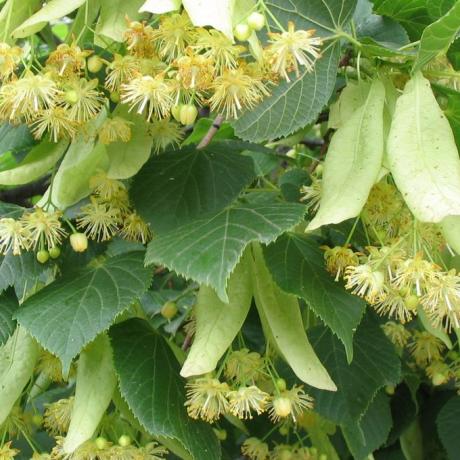 Atelier découverte herboristerie au café des arts_Montclar - Tilleul