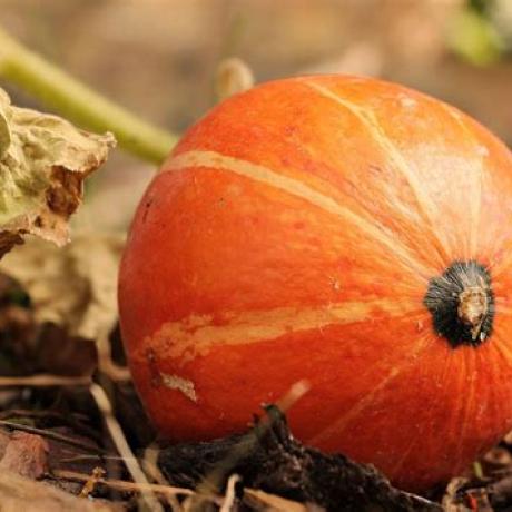 Atelier cuisine de Noël à l‘Alternateur_Seyne - Potimarron