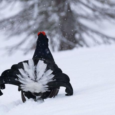 tétras - Tetras lyre