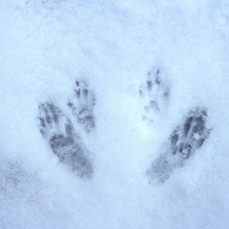 traces neige - Traces