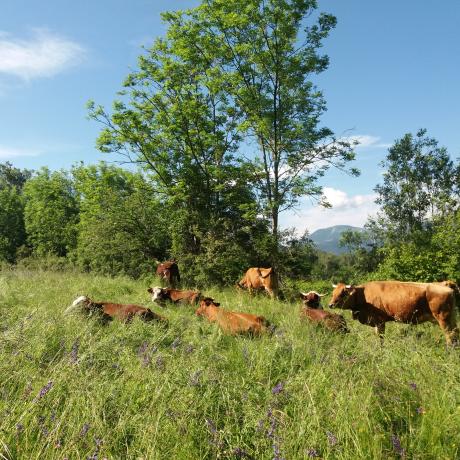 La Ferme au ski_Montclar - Vaches