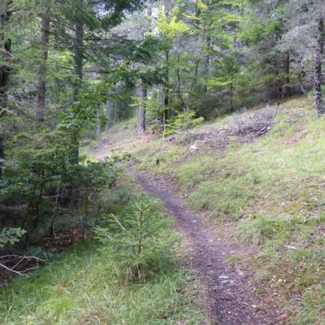Journée internationale des forêts_Seyne - Forêt de mélèzes