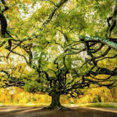 Exposition Les arbres remarquables de France - La Condamine-Châtelard