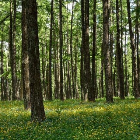 Sous bois fleuri