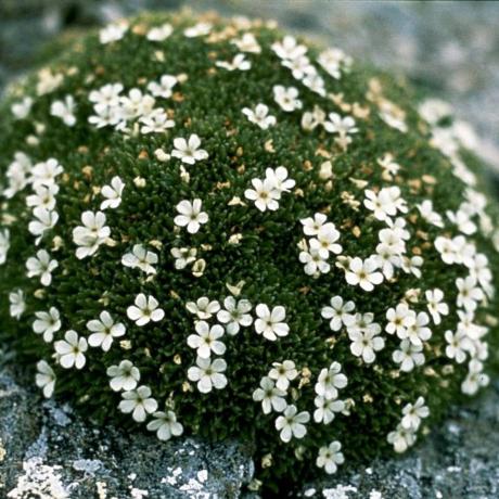 Androsace