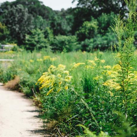 Balade curieuse plantes médicinales_Auzet - Balade curieuse plantes médicinales